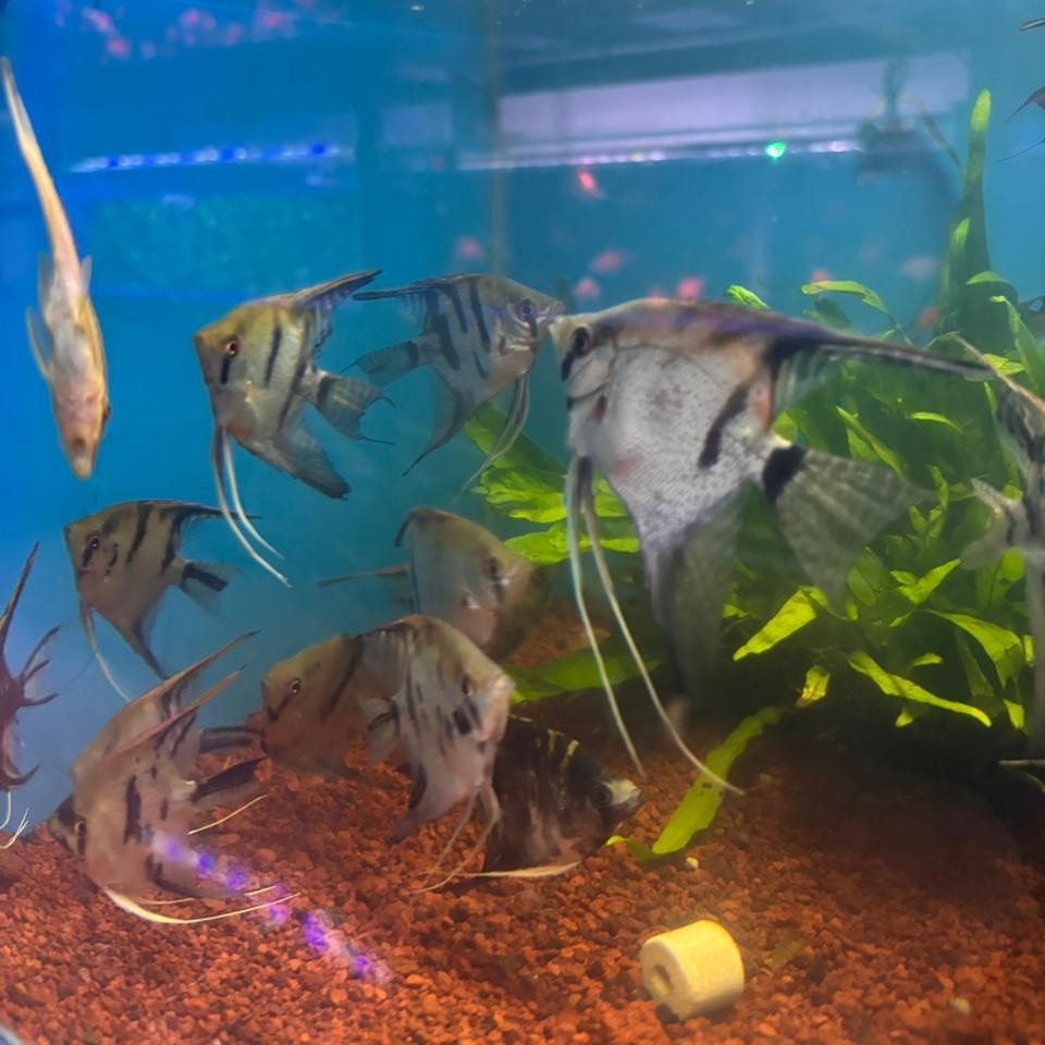 Ikan Layang Layang